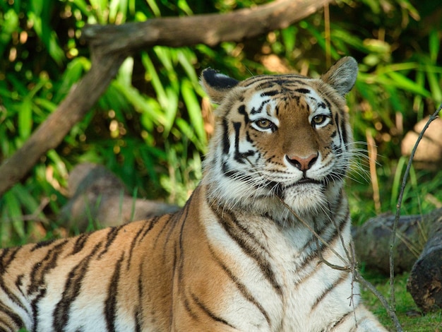 Closeup of a Siberian Tiger Surrounded by Greenery in Sunlight – Free Stock Photo, Download Free