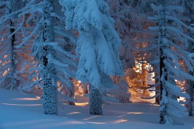 Snow-Covered Trees on a Field in the Forest – Free Stock Photo, Download for Free