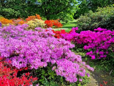 Multicolored Flowering Rhododendrons in a Public Park, United Kingdom – Free Download