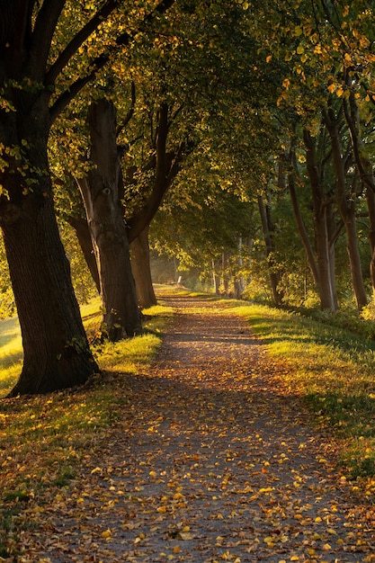 Trees in Park During Autumn – Download Free Stock Photo