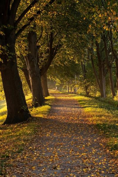 Trees in Park During Autumn – Download Free Stock Photo