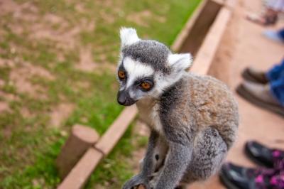 Close-up of Monkey Looking Away in Zoo – Free Stock Photo for Download