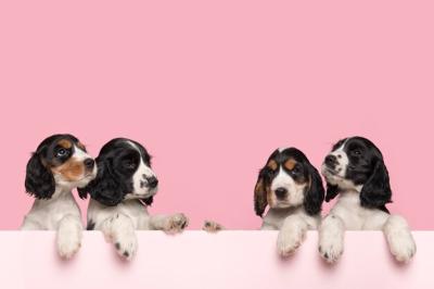 Cocker Spaniel Puppies in a Pastel Pink Box – Free Download