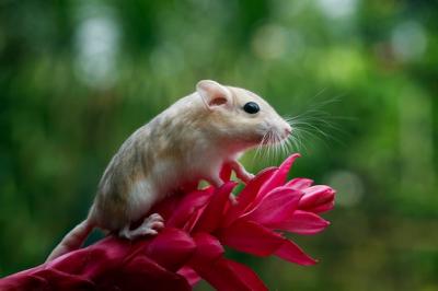 Cute Gerbil with Fat Tail on a Red Flower â Free Stock Photo Download