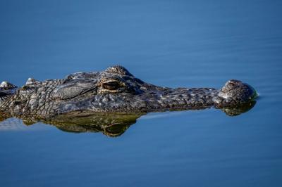 Stunning Reflection of a Large Alligator in Water – Free Download