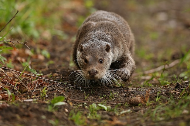 Beautiful and Playful River Otter in Its Natural Habitat – Free Download