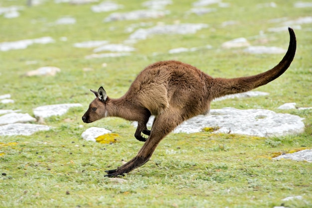 Kangaroo Portrait Jumping on Grass – Free Download