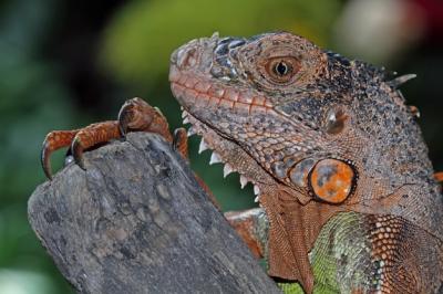 Close-up of a Beautiful Red Iguana on Wood – Free Stock Photo, Download Free