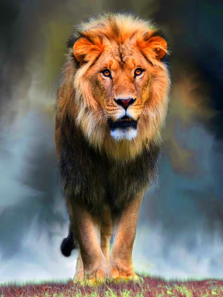 Majestic 500px Lions photos Lion spirit animal Lion photography