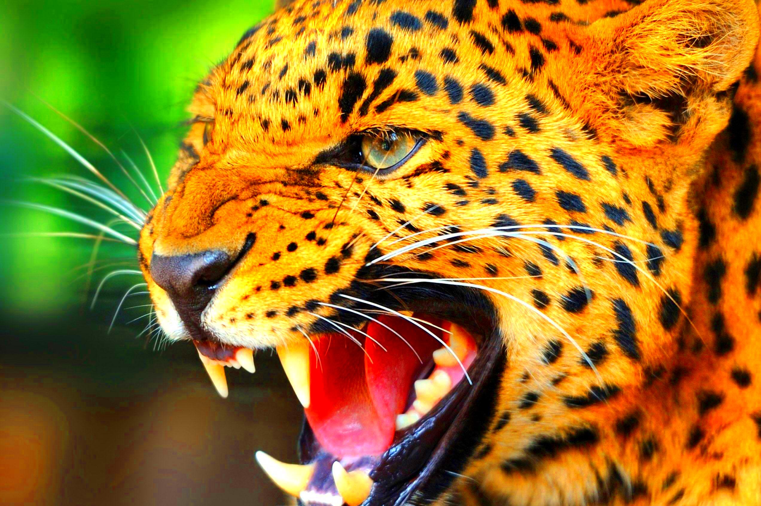 Wild Animal Desktop Wallpapers Top Free Wild Animal Desktop 