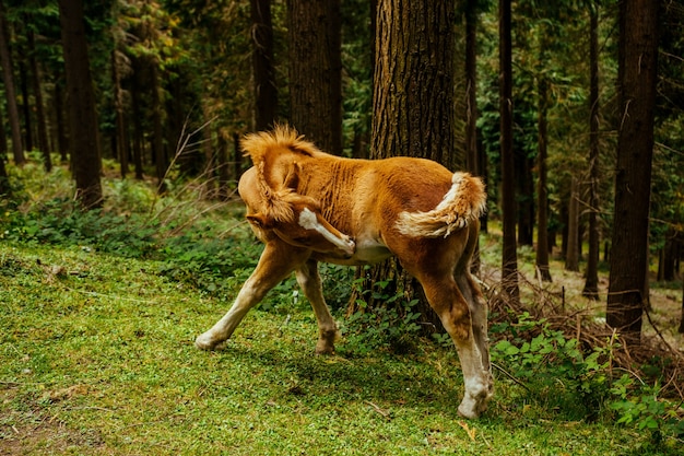 Amazing Brown Horse in the Forest, Basque Country, Spain – Free Stock Photo, Download for Free