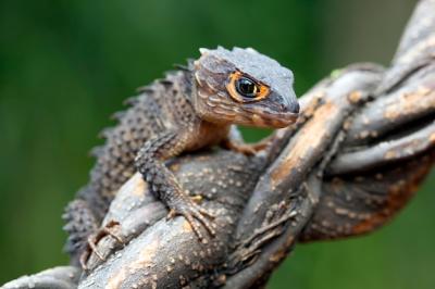 Crocodile Skink Closeup Head on Branch – Free Download