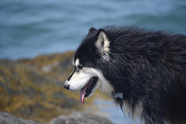 Shaggy Black and White Fur of a Husky Dog – Free Download