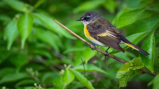 American Redstart (Setophaga ruticilla) – Free Stock Photo, Download for Free