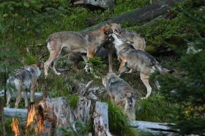 Stunning Eurasian Wolf in a Vibrant Summer Forest – Free Download