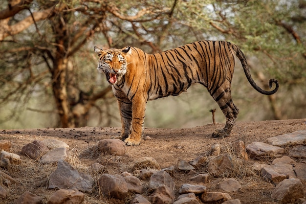 Amazing Bengal Tiger in Nature – Free to Download Stock Photo