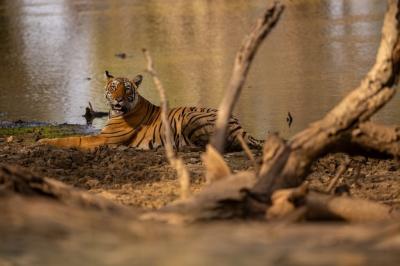 Amazing Tiger in Natural Habitat – Wildlife Scene During Golden Hour | Free Stock Photo for Download