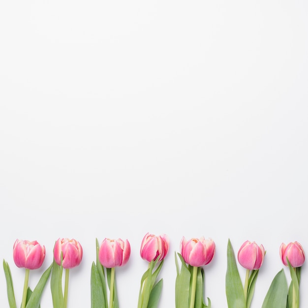 Beautiful Line of Pink Tulips – Free Download