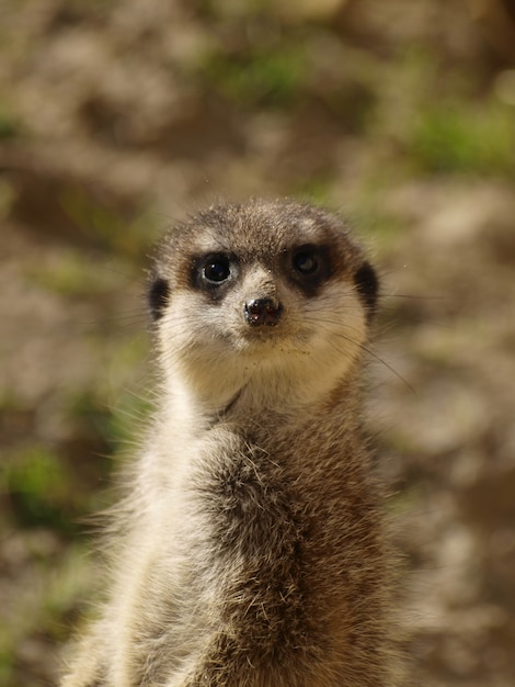 Meerkat Standing in Nature – Free Stock Photo for Download