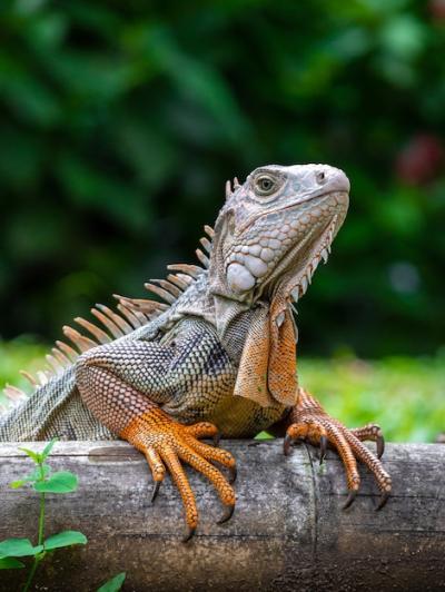 A Lizard Standing on the Wooden Surface in the Garden – Free Download