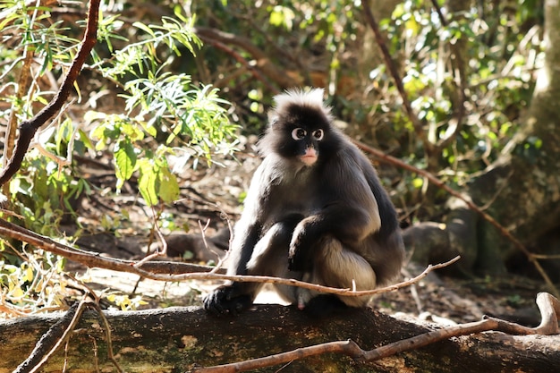 Cute Little Macaque Sitting on a Log of Wood – Free to Download