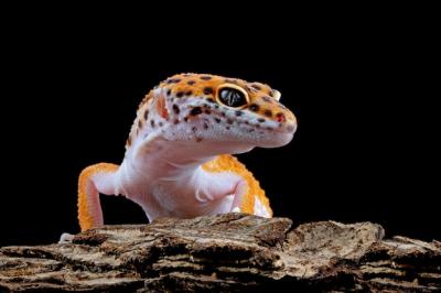 Orange Gecko Lizard on Wood – Free to Download