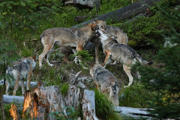 Beautiful Eurasian Wolf in a Colorful Summer Forest – Free to Download