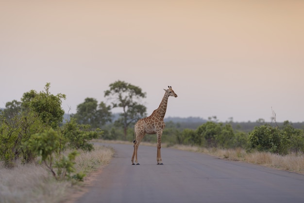 Giraffe Standing on an Empty Road – Free to Download