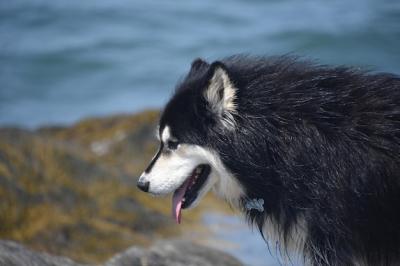 Shaggy Black and White Fur of a Husky Dog – Free Download