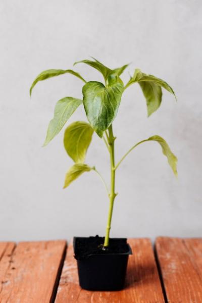 Young Plant Close-Up on the Table – Free Download