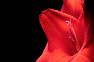 Gladiolus Flower Close-Up Details – Free Download