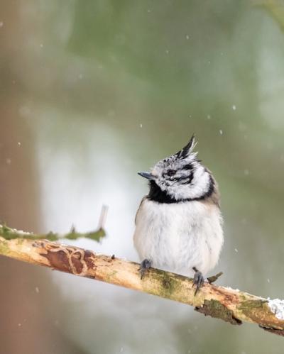 Bewick’s Wren Bird Closeup on Tree – Free Download