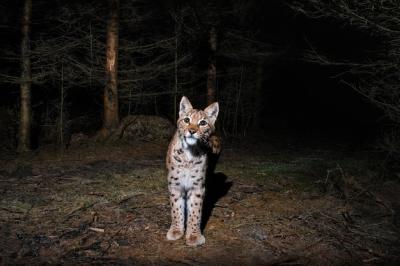 Eurasian Lynx Marking His Spot at Night – Free Stock Photo for Download