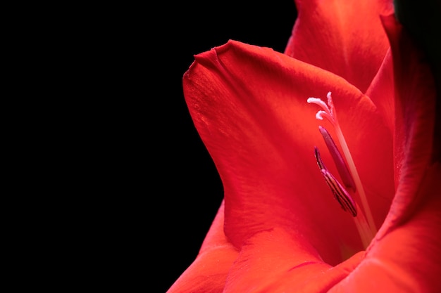 Gladiolus Flower Close-Up Details – Free Download