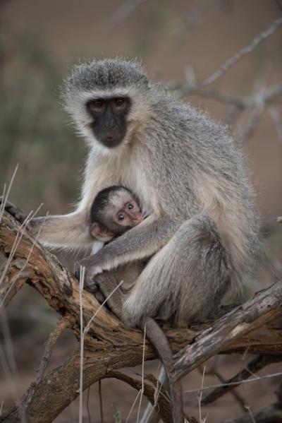 Closeup Shot of a Blackface Monkey with Her Baby – Free Download