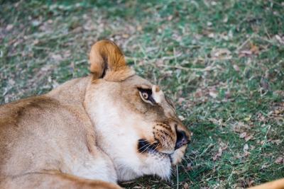 Cute Wild Lioness Laying on Grass – Free Download