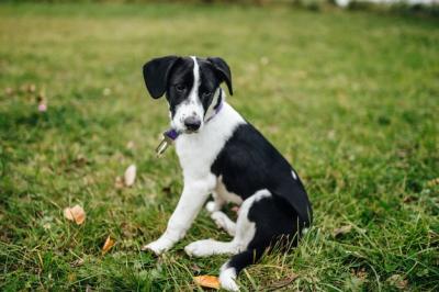 Little Puppy Sitting on Grass – Free Stock Photo, Download Free