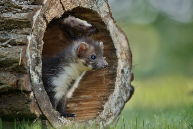 Beautiful Cute Beech Marten – Free Download