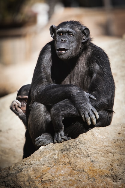 Chimpanzees Sitting on a Rock During a Sunny Day – Free Stock Photo, Download for Free