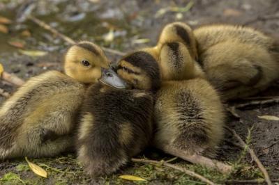 Closeup of Ducklings Resting Together on the Ground – Free Stock Photo for Download