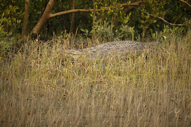 Gigantic Salted Water Crocodile in Sundarbans, India – Free Download