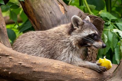 Closeup Shot of a Raccoon Sitting on a Tree – Free Stock Photo for Download