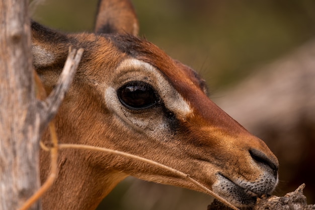 Closeup Shot of a Roe Deer in Samburu, Kenya – Free Download