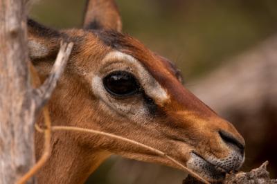 Closeup Shot of a Roe Deer in Samburu, Kenya – Free Download