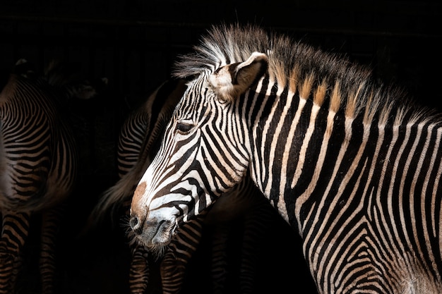 Selective Focus on a Zebra at the Zoo – Free Download