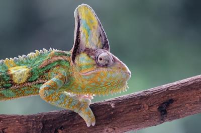 Chameleon Veiled Walking on Branch – Free to Download Stock Photo