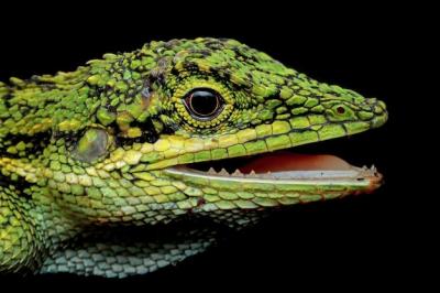 Closeup Head of Pseudocalotes Lizard on Black Background – Free Download