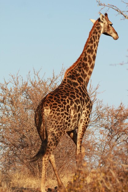 Giraffe Among Trees Under Clear Sky – Free Stock Photo Download