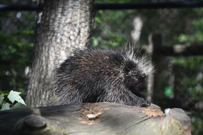 Black Porcupine with White Tipped Prickly Quills – Free Download