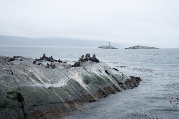 A Group of Sea Lions Resting on a Rocky Islet with Cormorants on the Cliff – Free Stock Photo for Download